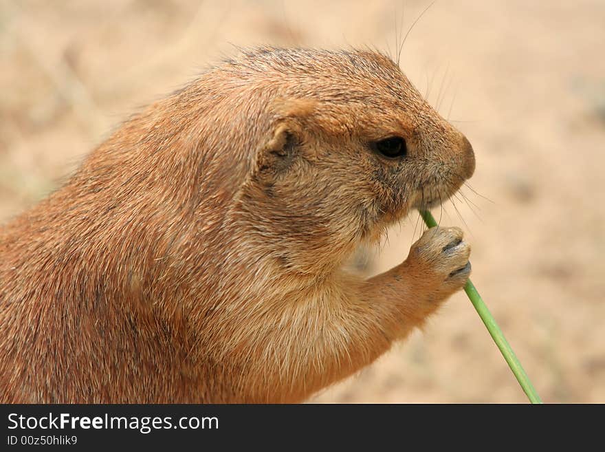 Prairie dog eating grass