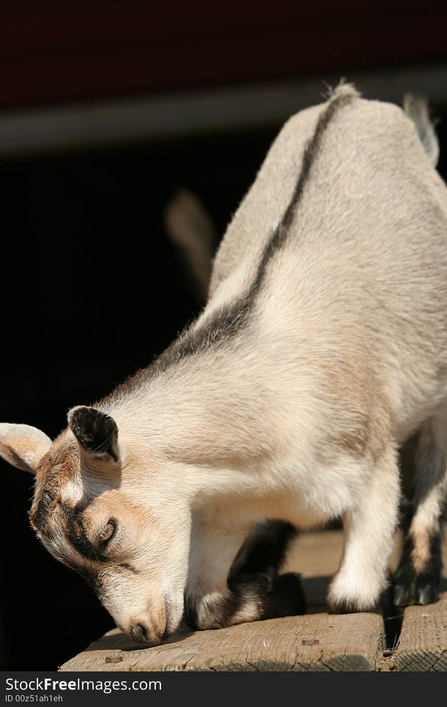 Baby goat resting down o table