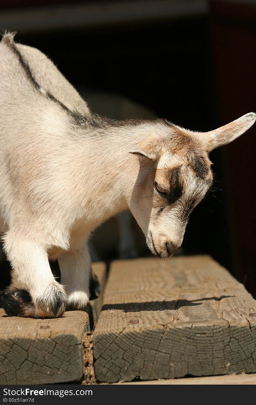 Baby goat resting down on table