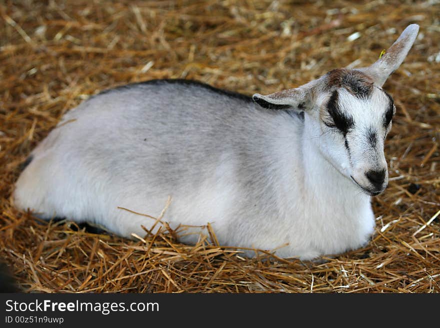 White Baby goat sleeping in hay