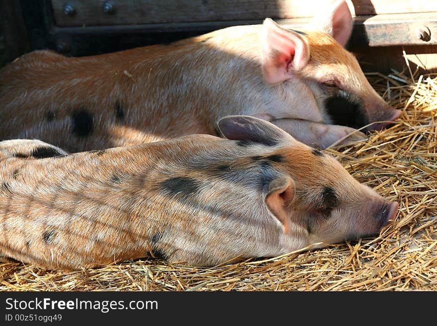 Piglets sleeping