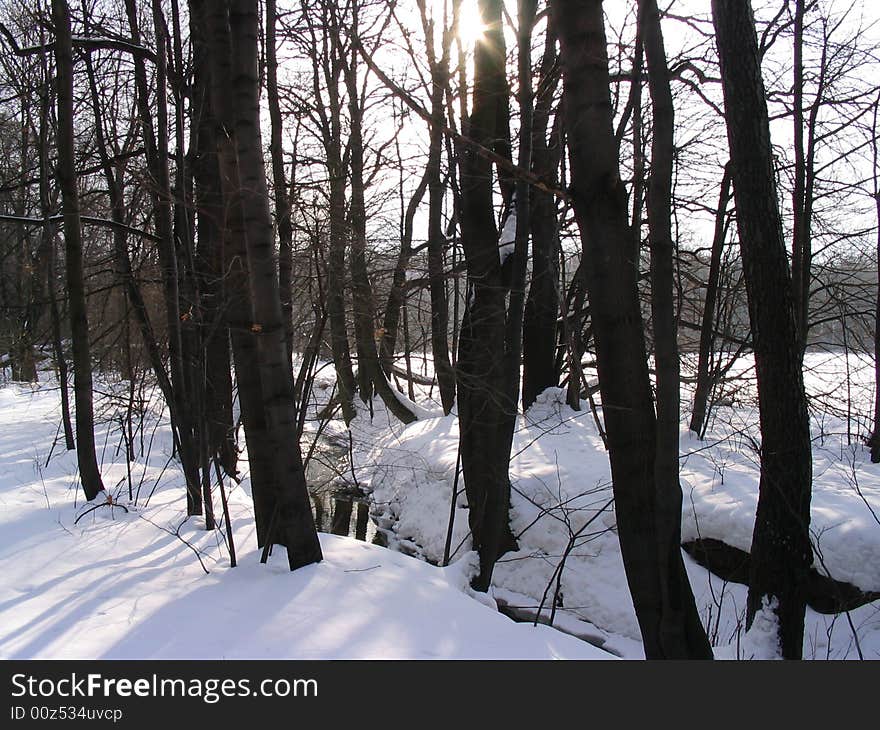 Snow and sun ray in the winter wood