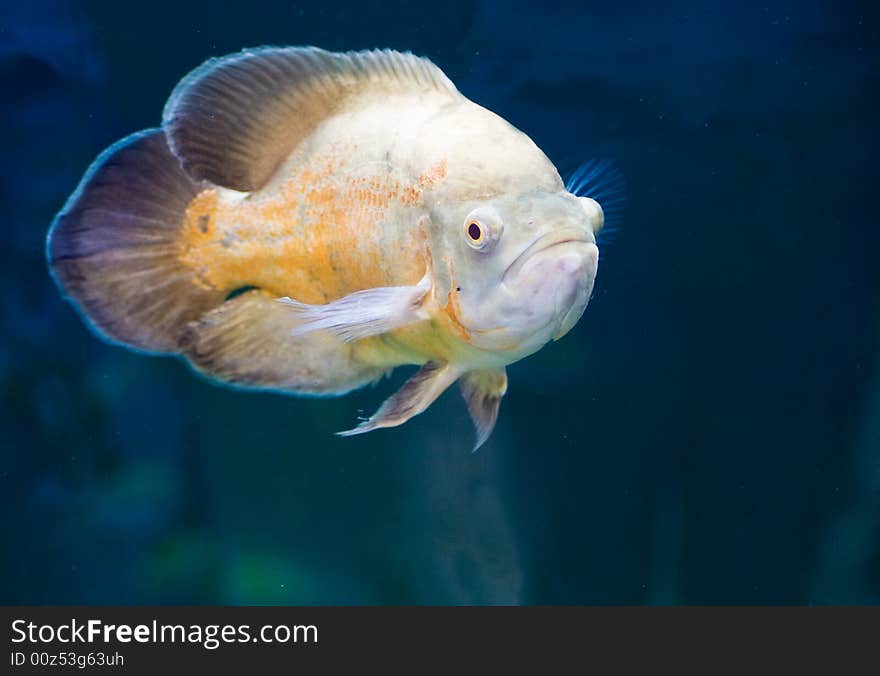 A picture of a tropical fish from the Dominican Republic. A picture of a tropical fish from the Dominican Republic