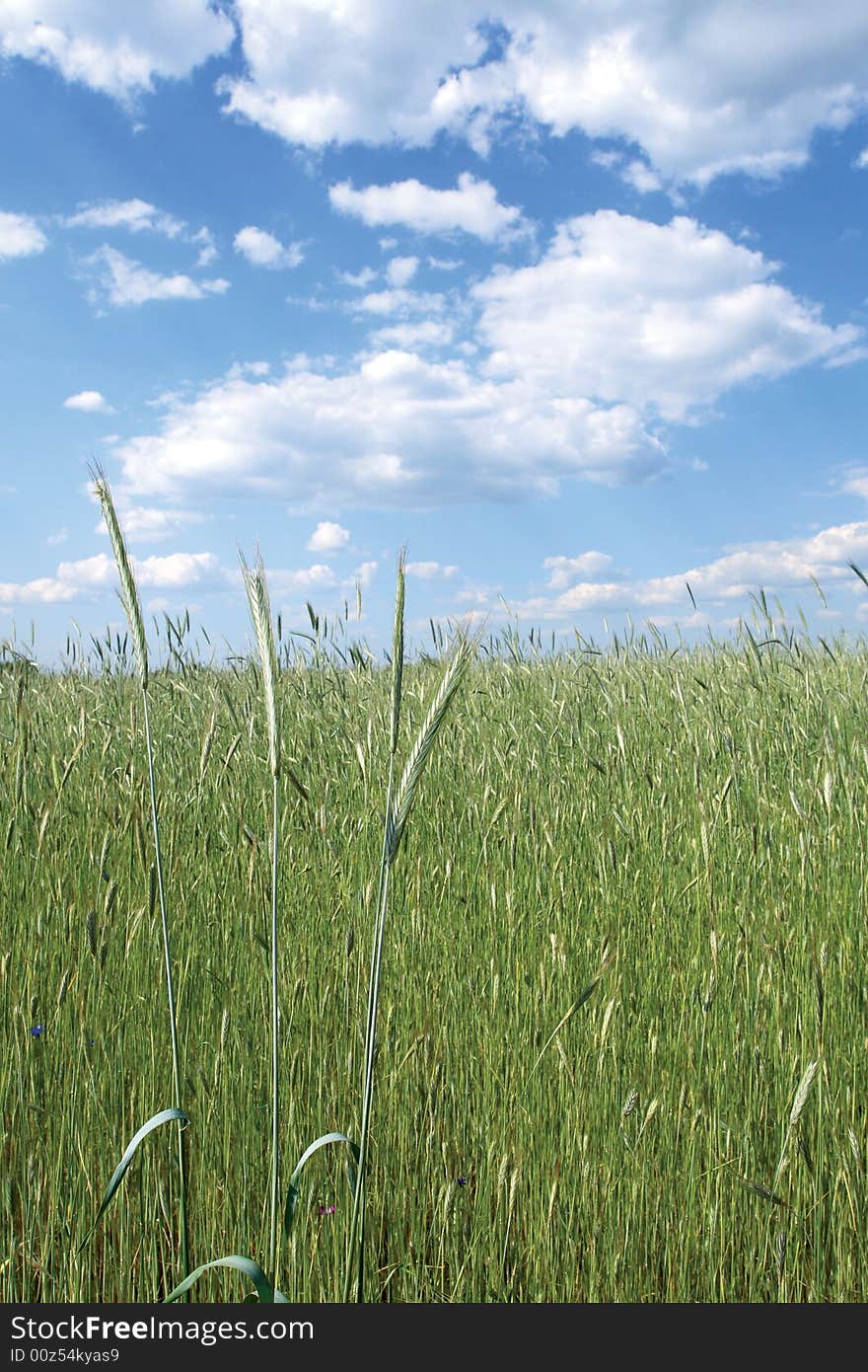 Wheat field with blue sky