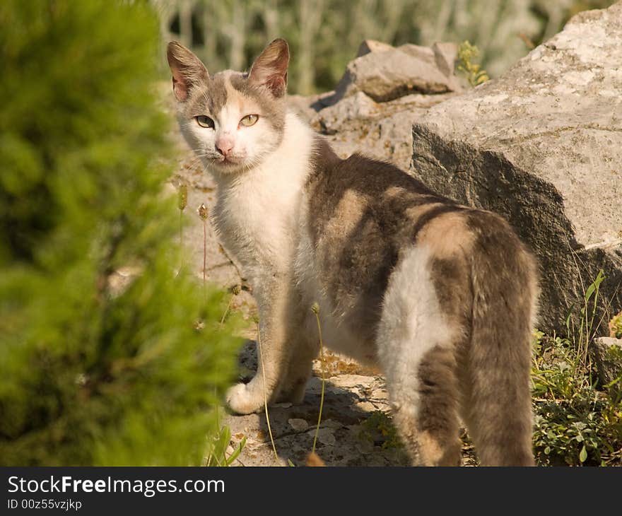 Cat in Natural Environment Looking Back