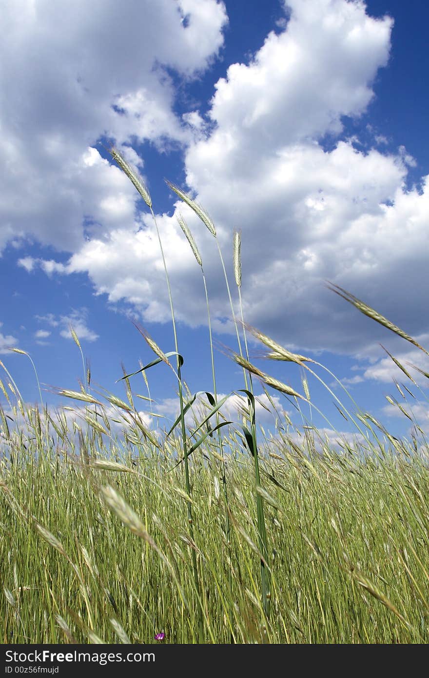 Wheat field with blue sky