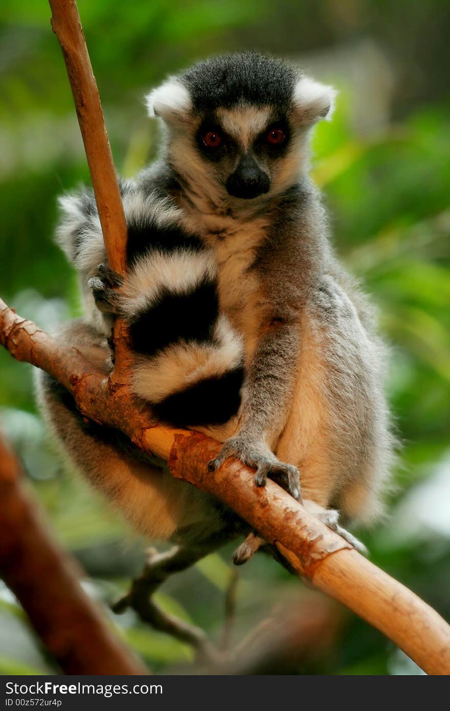 Ringtail Lemur Perching In Tree