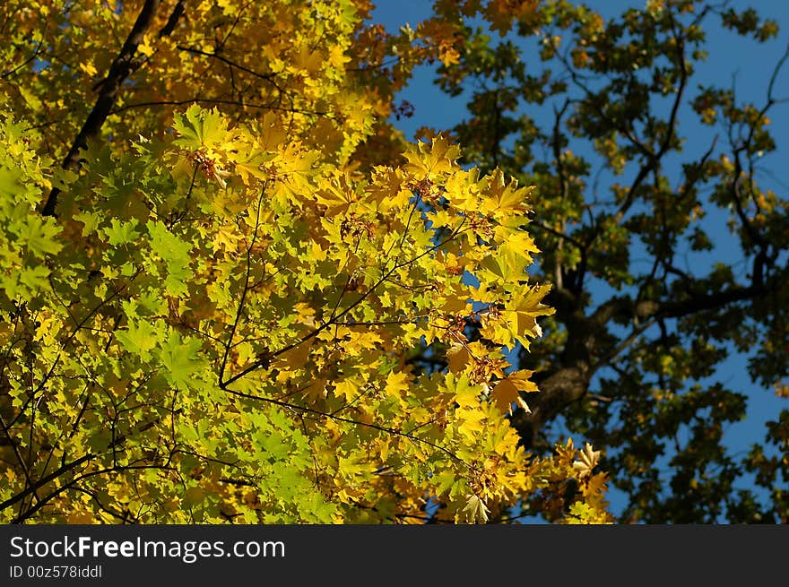 Green nad yellow leafs on tree in autumn