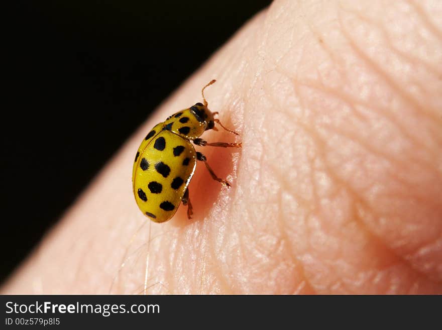 Yellow ladybug