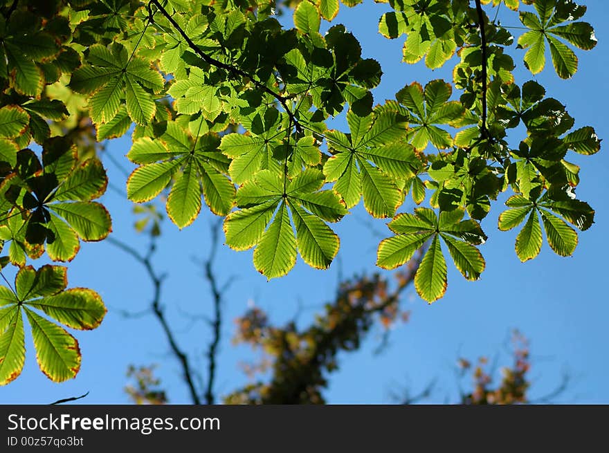 Green leafs on tree in autumn