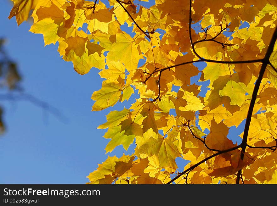 Yellow leafs on tree in autumn