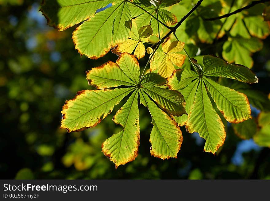 Green leafs on tree in autumn