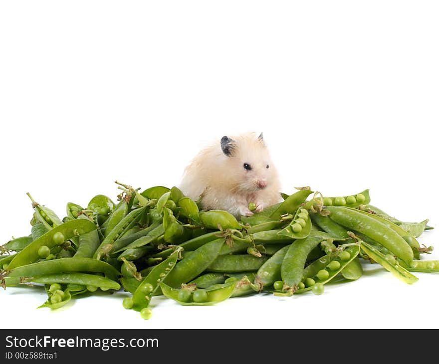 Fluffy hamster sitting on a pile of peas isolated on white. Fluffy hamster sitting on a pile of peas isolated on white