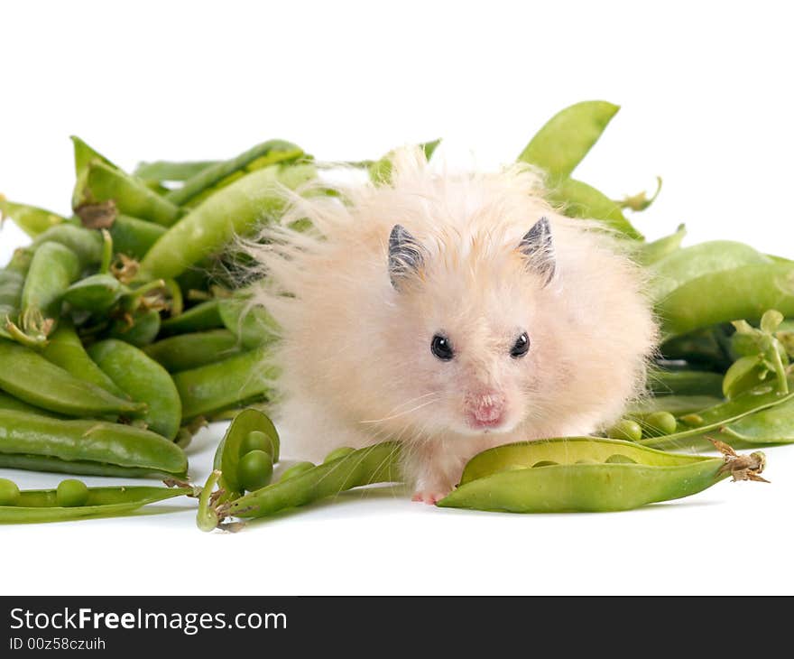 Fluffy hamster near a pile of peas isolated on white. Fluffy hamster near a pile of peas isolated on white