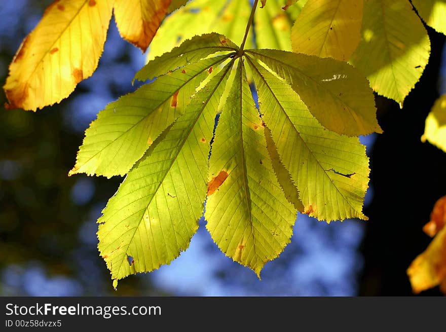 Green and yellow leafs on tree in autumn