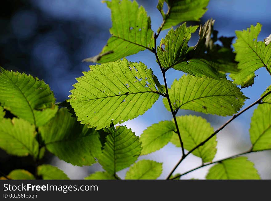 Green leafs on tree in autumn