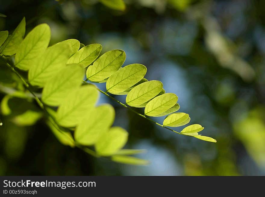 Green leafs on tree in autumn