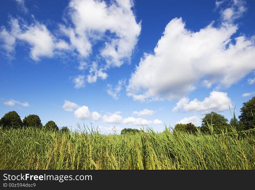 Blue sunny summer sky covered with clouds over green grass