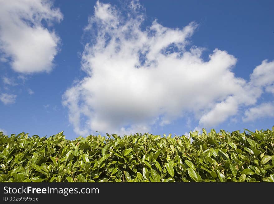 Blue cloudy summer sky over an hedge. Blue cloudy summer sky over an hedge