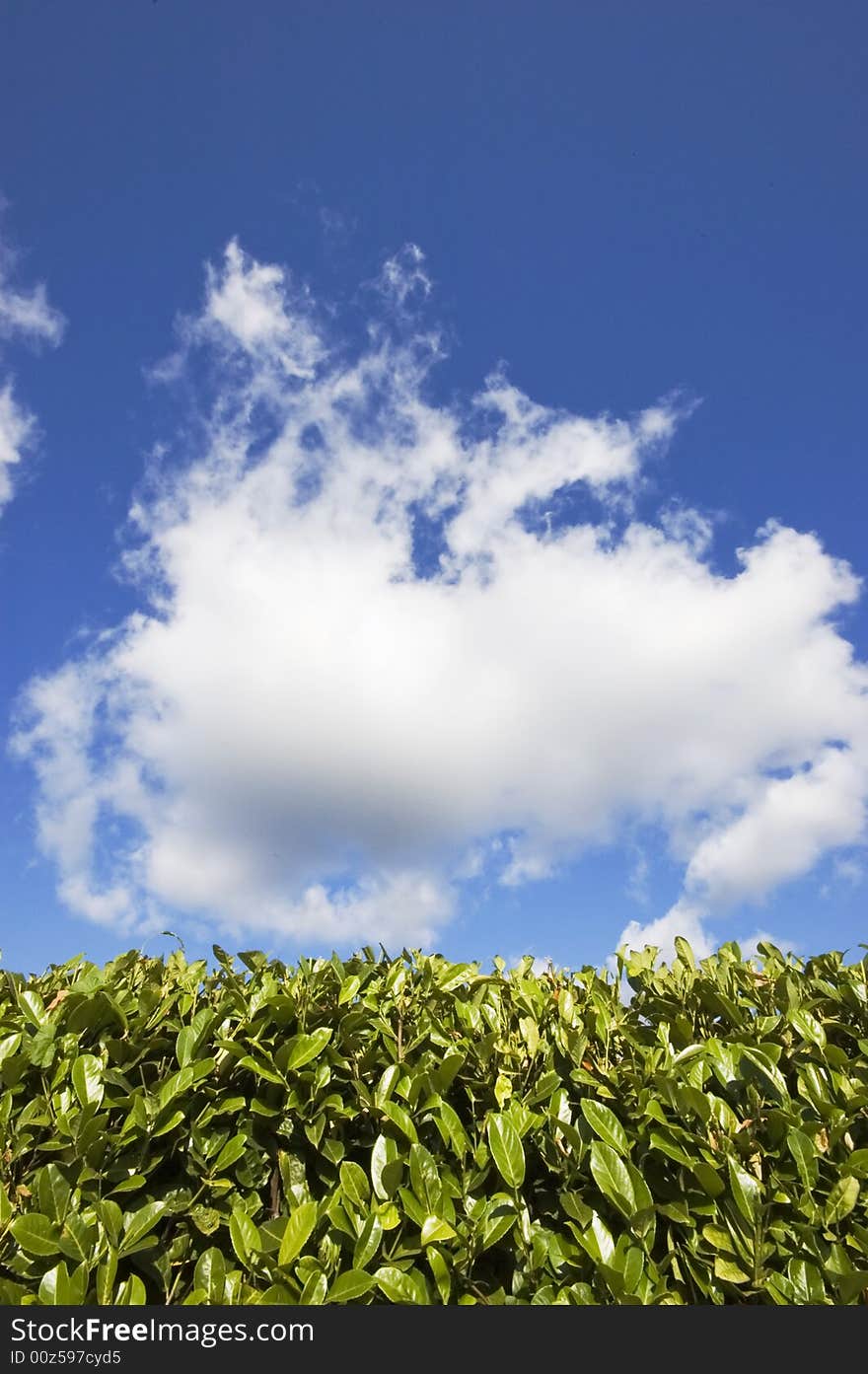 Blue cloudy summer sky over an hedge. Blue cloudy summer sky over an hedge