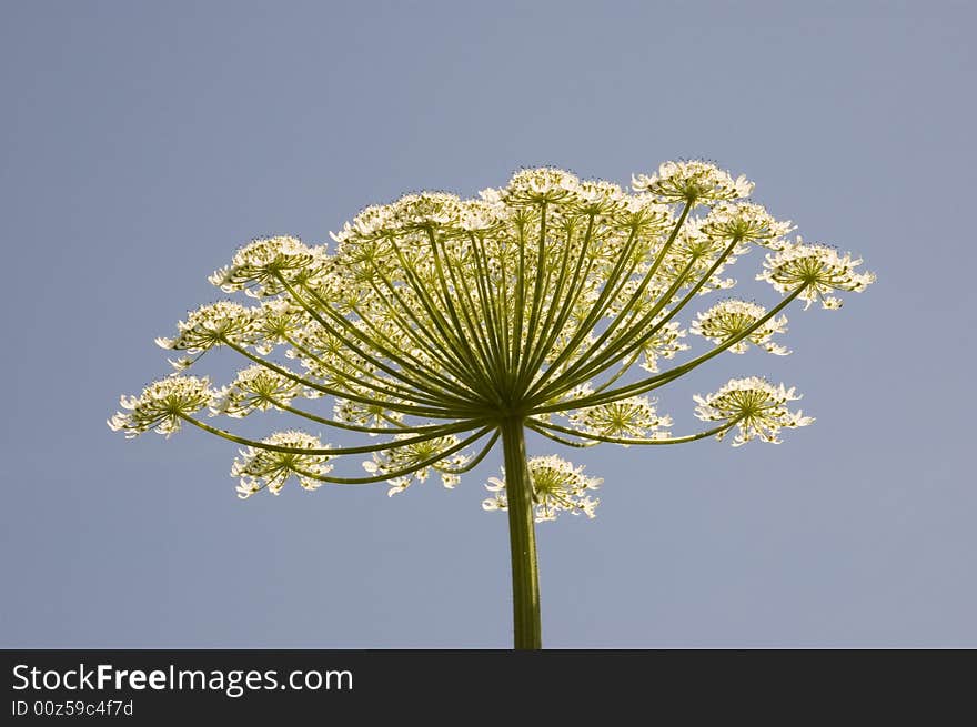 White branched flowers