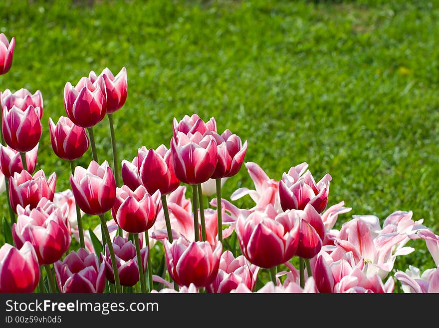 White-pink tulips