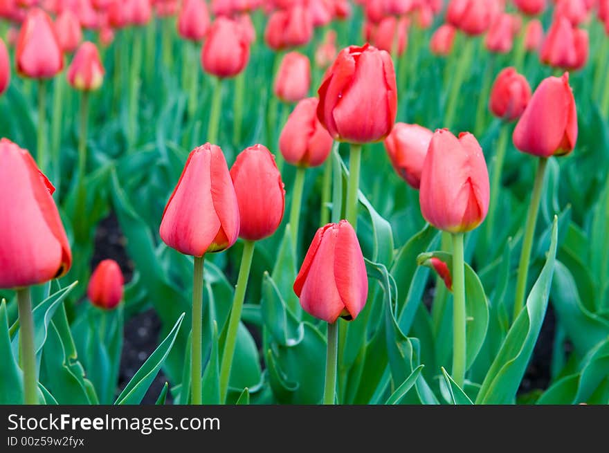 Field of red tulips shot with small depth of field
