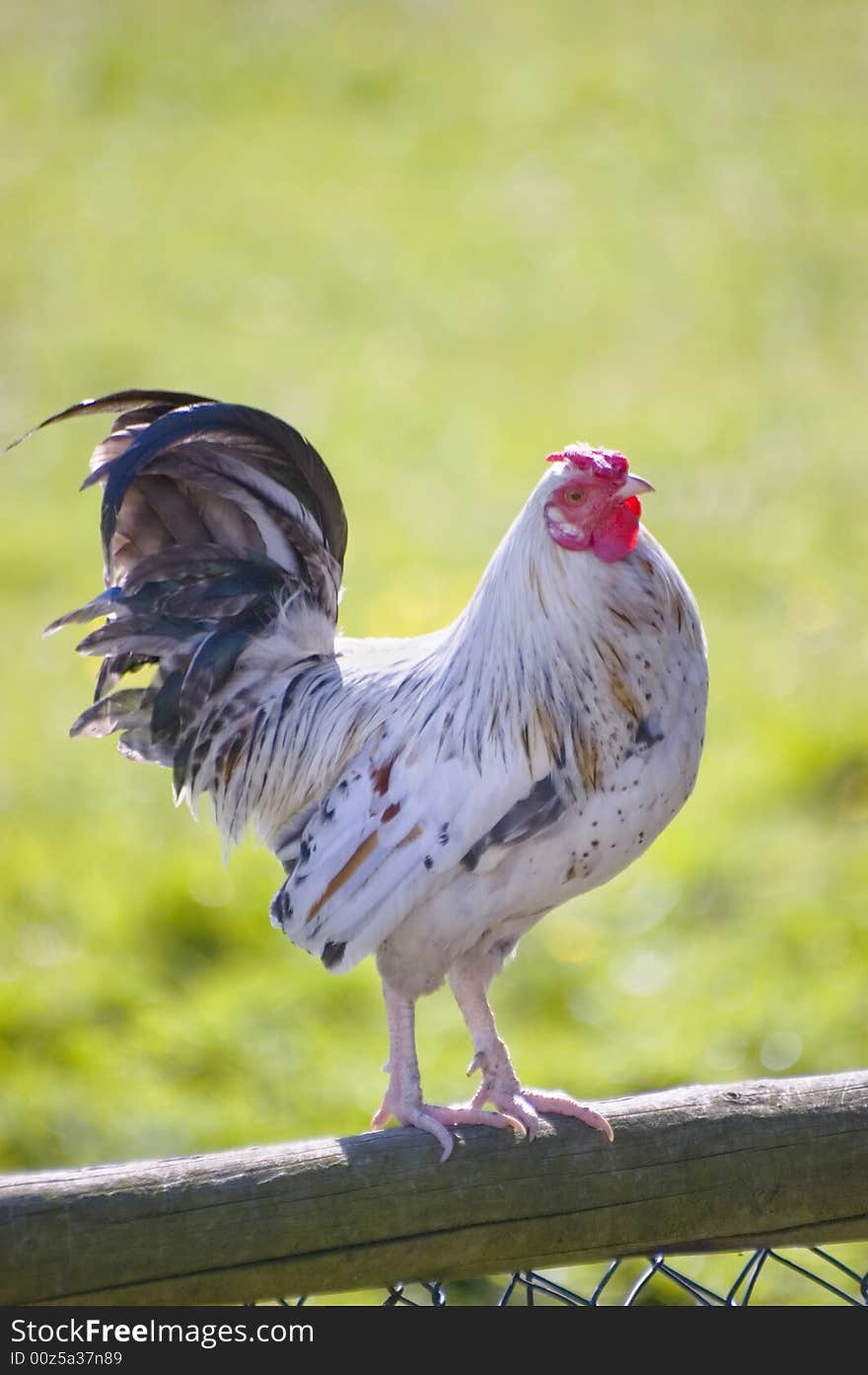 White rooster with black tail standing on top of a fence