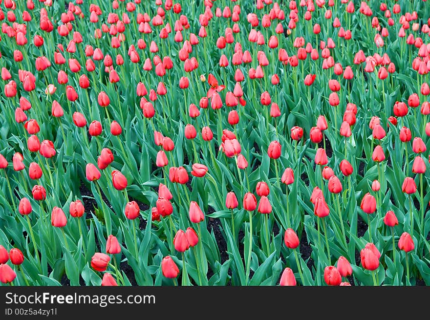 Field of red tulips shot with small depth of field