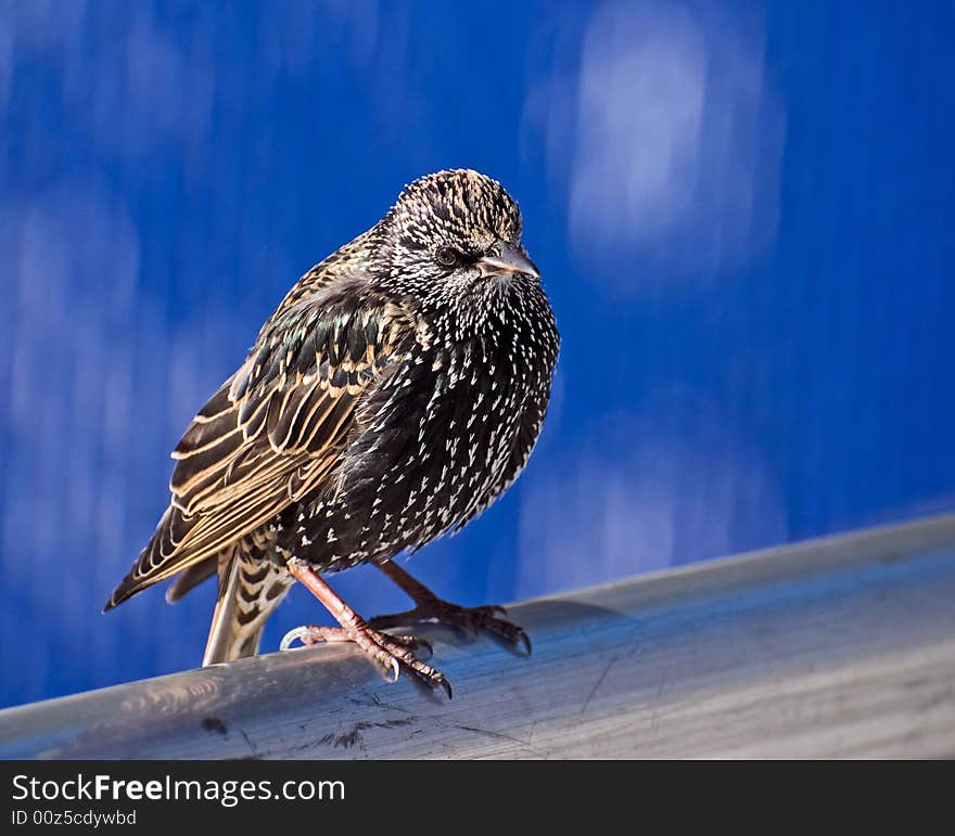 A starling on a dark blue background sits on the back of wooden bench. A starling on a dark blue background sits on the back of wooden bench