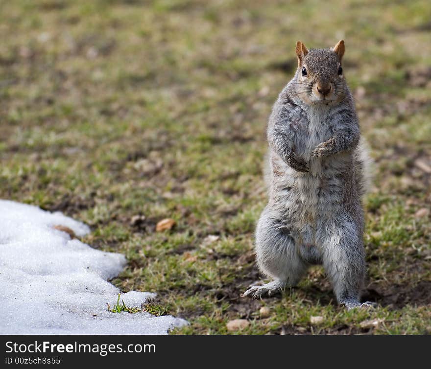 Squirrel in a boxer bar on snow protects her territory. Squirrel in a boxer bar on snow protects her territory