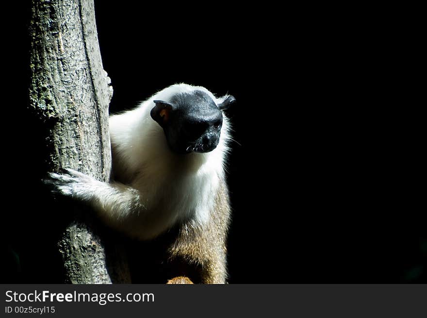 Bi-Colored Tamarin