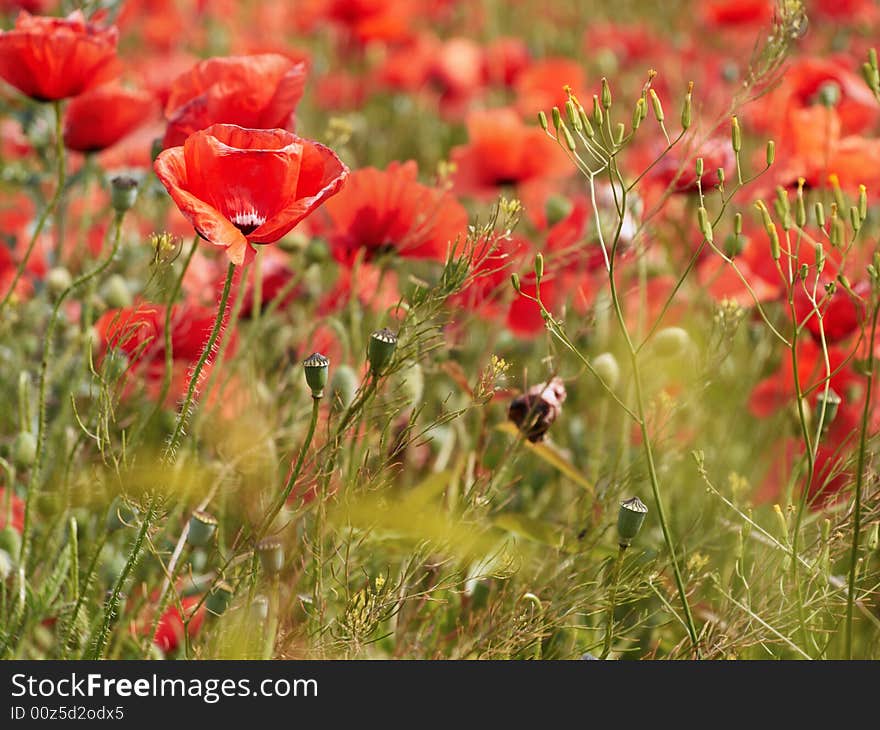 Colorful poppy blooms in spring. Colorful poppy blooms in spring