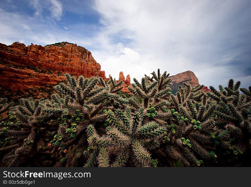 Cactus against red rocks