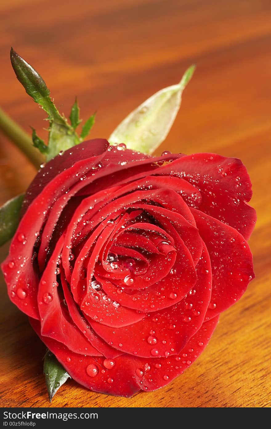 Single dark red rose covered with water drops on wooden background. Very shallow depth of field, macro shot. Single dark red rose covered with water drops on wooden background. Very shallow depth of field, macro shot