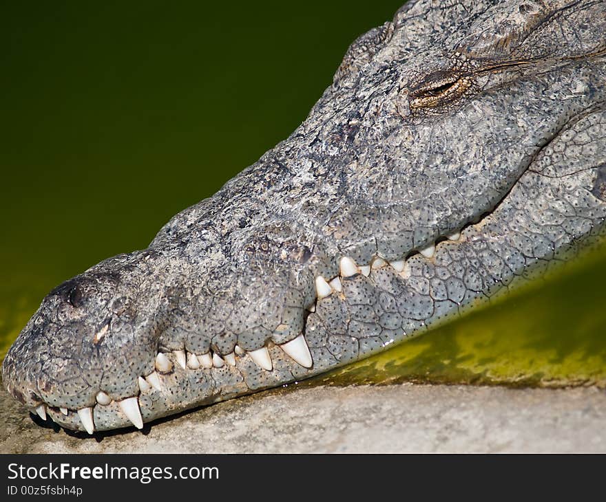 Smile of an african crocodile. Smile of an african crocodile