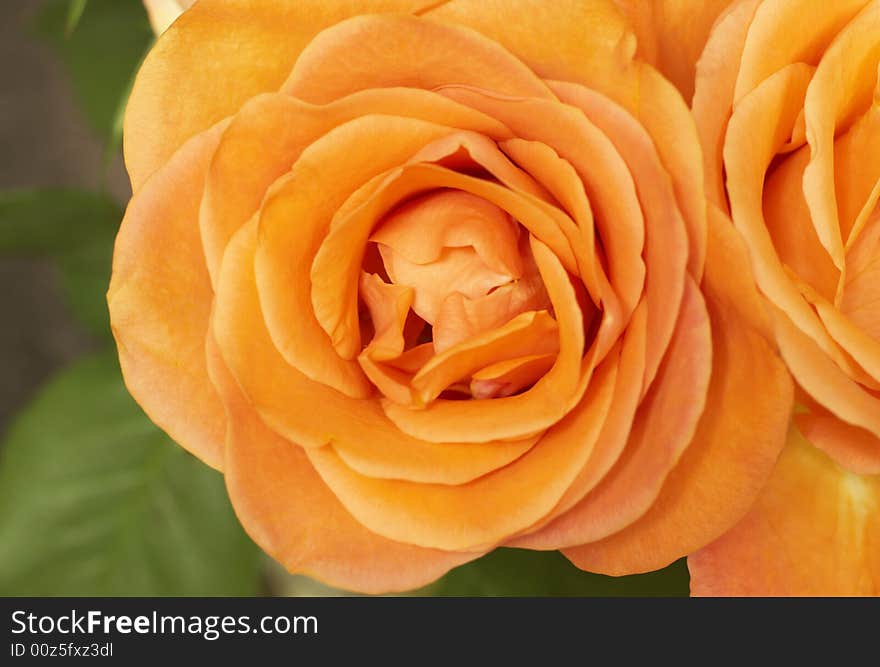 Closeup of bright fully opened orange roses . Very shallow depth of field, macro shot. Closeup of bright fully opened orange roses . Very shallow depth of field, macro shot