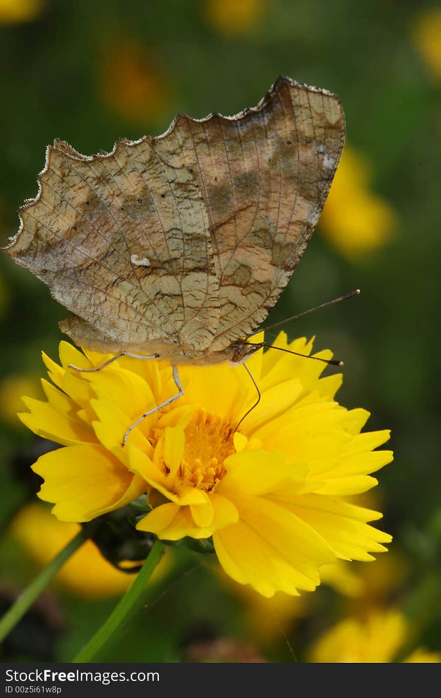 The butterfly fall a plant .
shoot it in a garden .