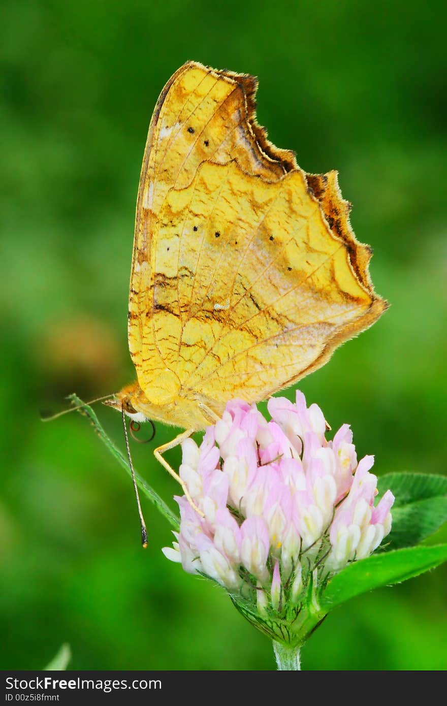 The beautiful butterfly