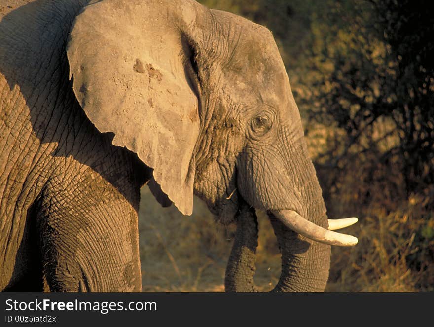 An elephant in Chobe National Park, Botswana. An elephant in Chobe National Park, Botswana.