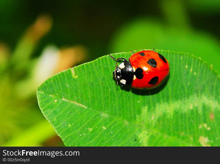 Ladybug On The Leaf