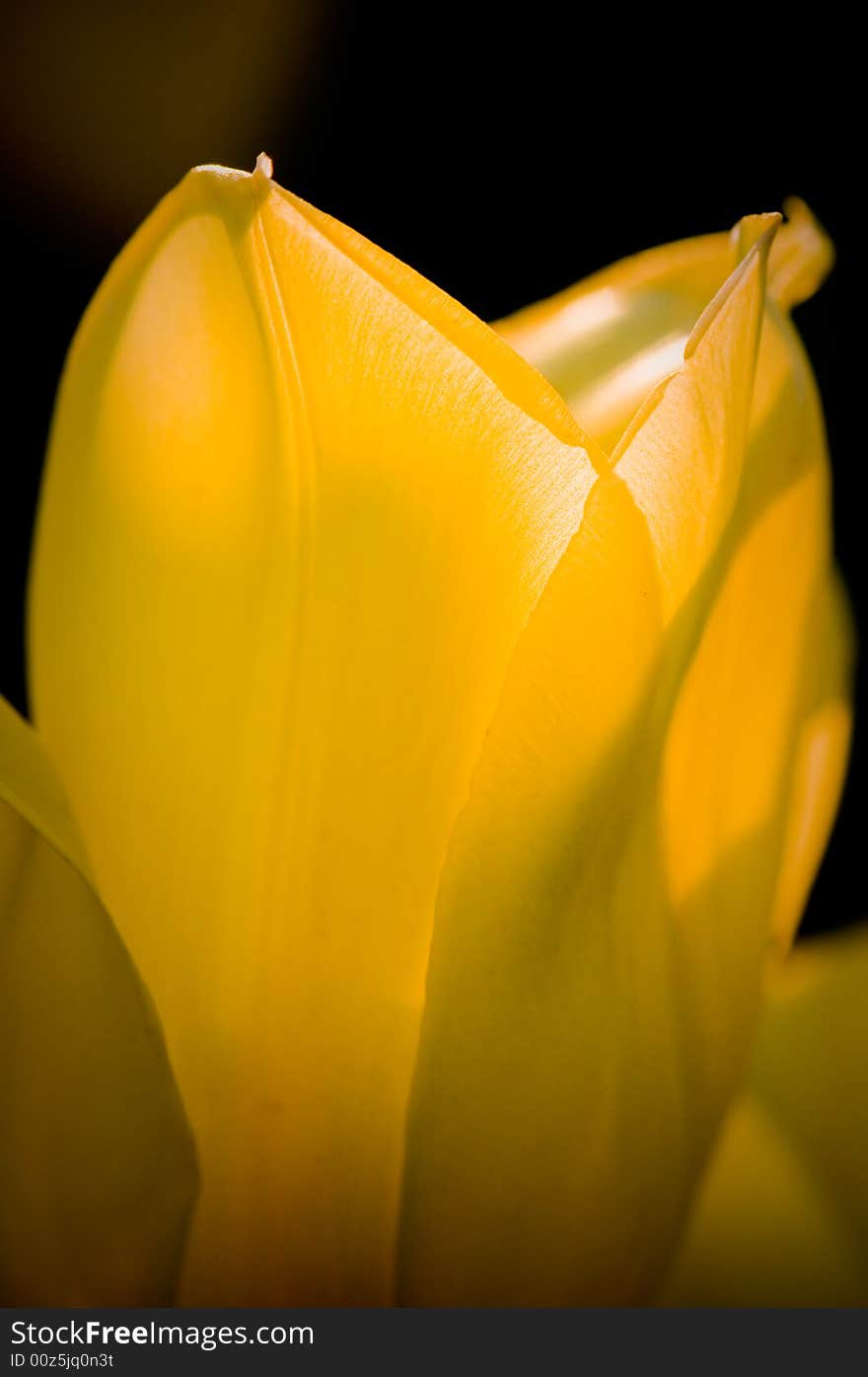 Yellow Tulip Petals