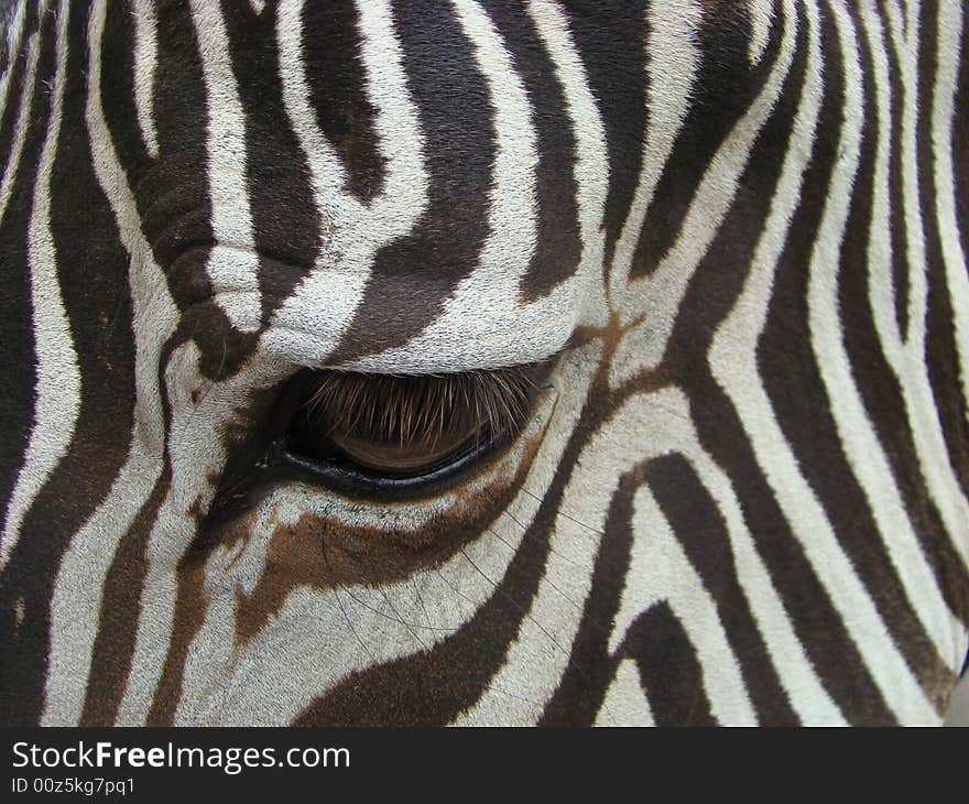 Eye of a zebra. These animals live in savannas and foothills of Africa. Eye of a zebra. These animals live in savannas and foothills of Africa.