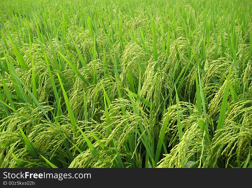 Paddy field