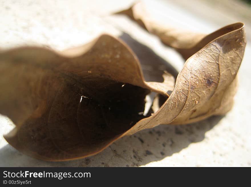 A photography shoot of Dead leaves,  very close up with Selective Focus. A photography shoot of Dead leaves,  very close up with Selective Focus