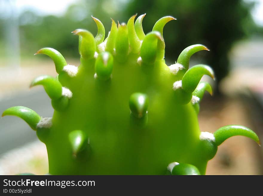 Close up on pure Green Plantation, blur background.