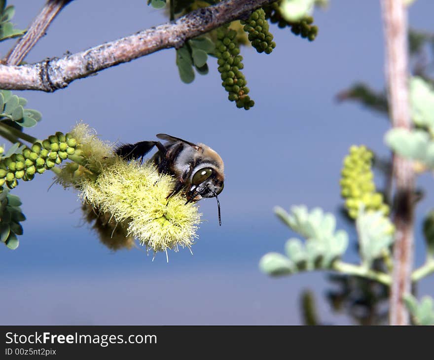 Close-up of bee perched on flower found in nature. Horizontally framed shot. Close-up of bee perched on flower found in nature. Horizontally framed shot.