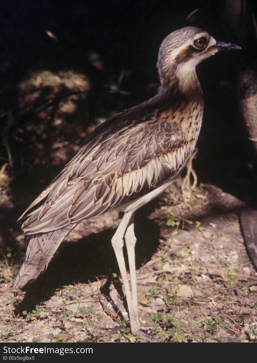 Bush Stone-curlew