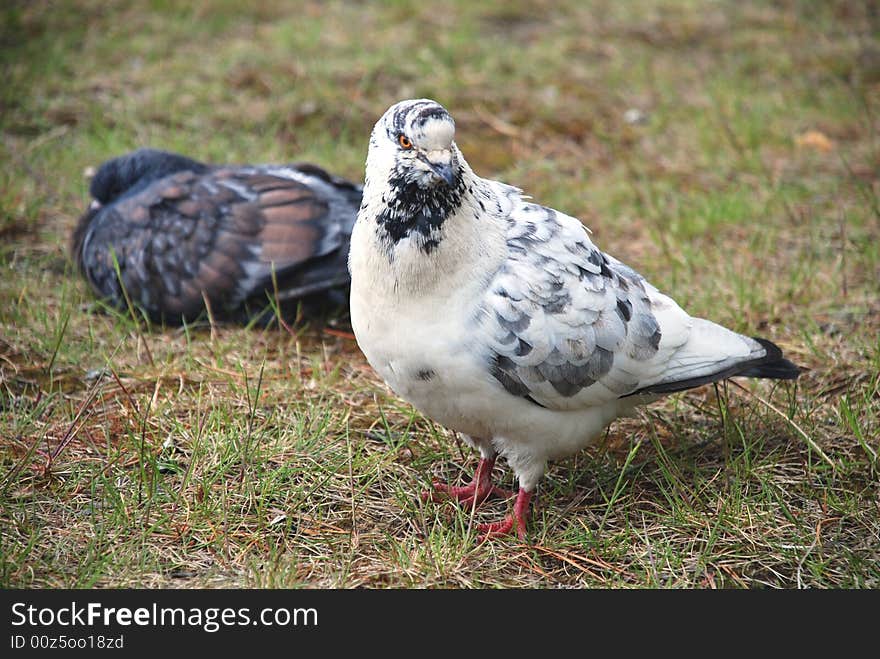 Two pigeons on the grass at the sity