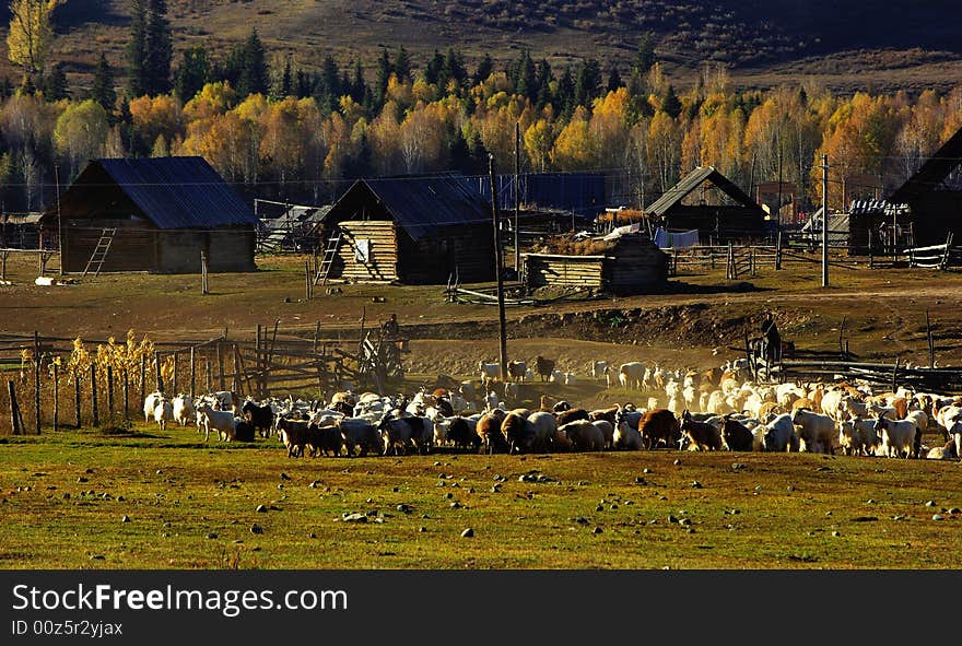 Bucolic in village